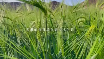 中英文字幕pbs 植物也会说话 Nature What Plants Talk About 哔哩哔哩 Bilibili