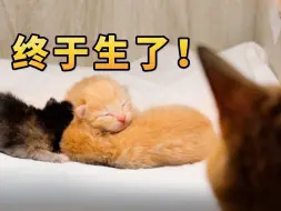 Download Video: 佳人们，又给流浪猫接生啦！