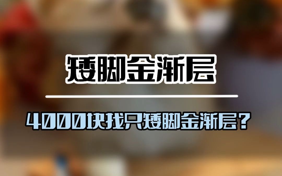 这这这稍微有点麻烦了,矮脚猫多少钱一只?(d829)
