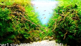 Aga年美国世界水草造景大赛作品欣赏 哔哩哔哩 つロ干杯 Bilibili