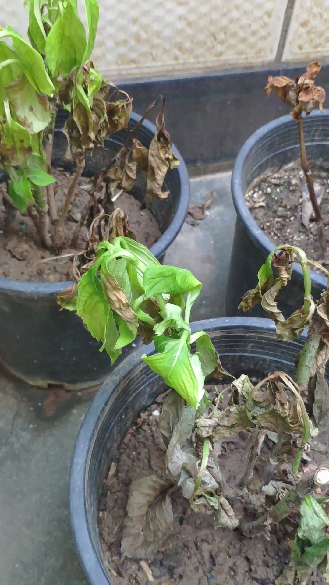 有没有老师给看看到底是什么原因导致绣球死亡的剩下的一颗还能抢救