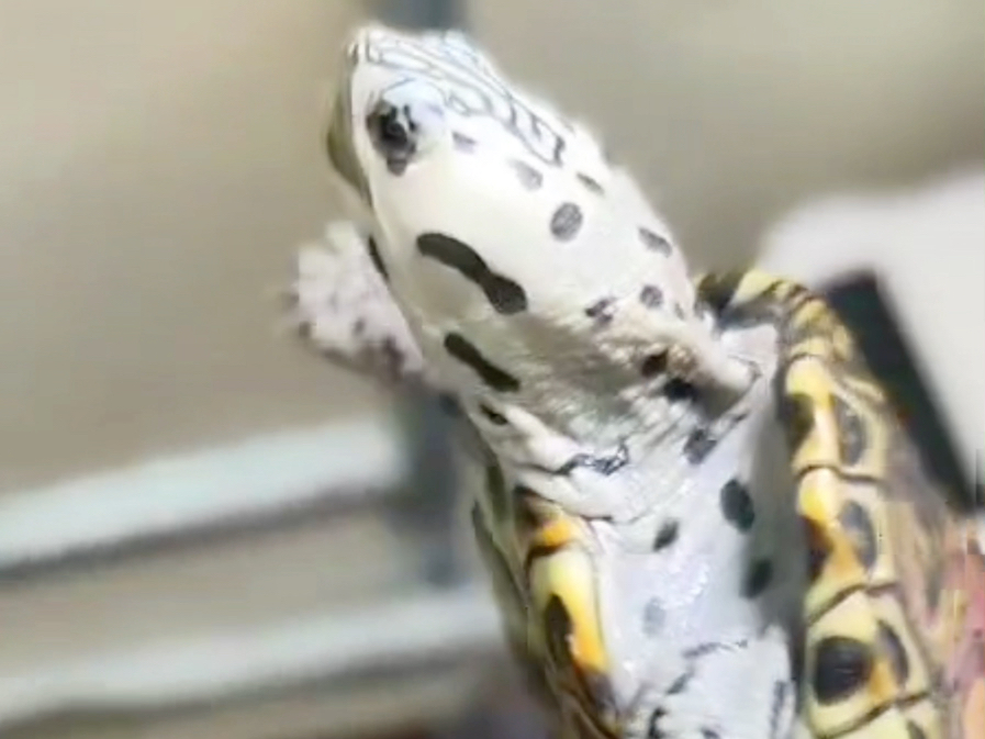 互动之王钻纹龟,皇冠钻纹龟,豹子钻纹龟,大花钻纹龟#钻纹龟 #爬宠