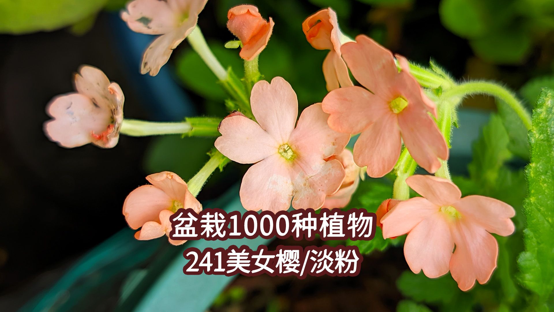 盆栽1000种植物|241美女樱(淡粉)