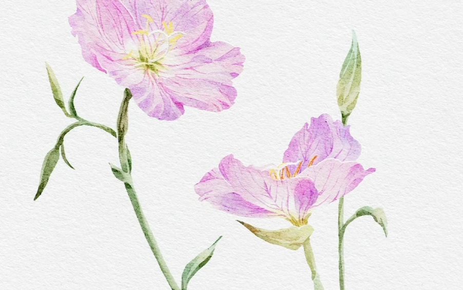 水彩自习室76- 月见草