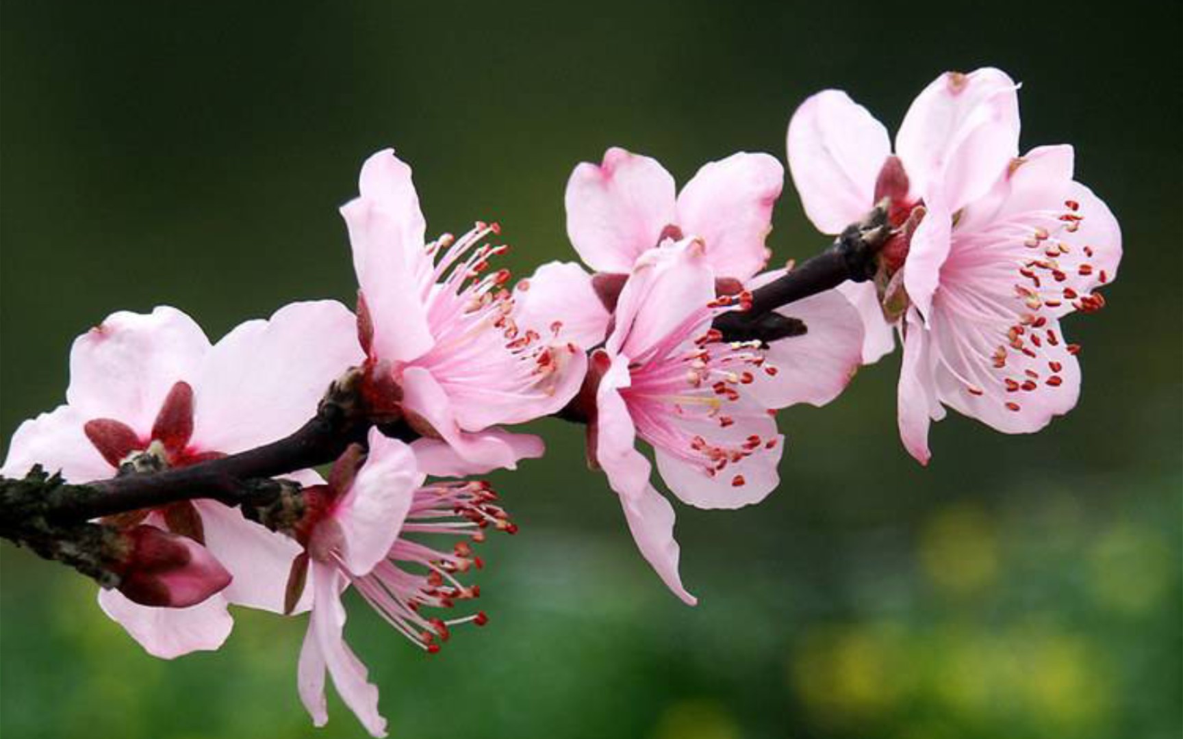 [图]【又是一年桃花季】