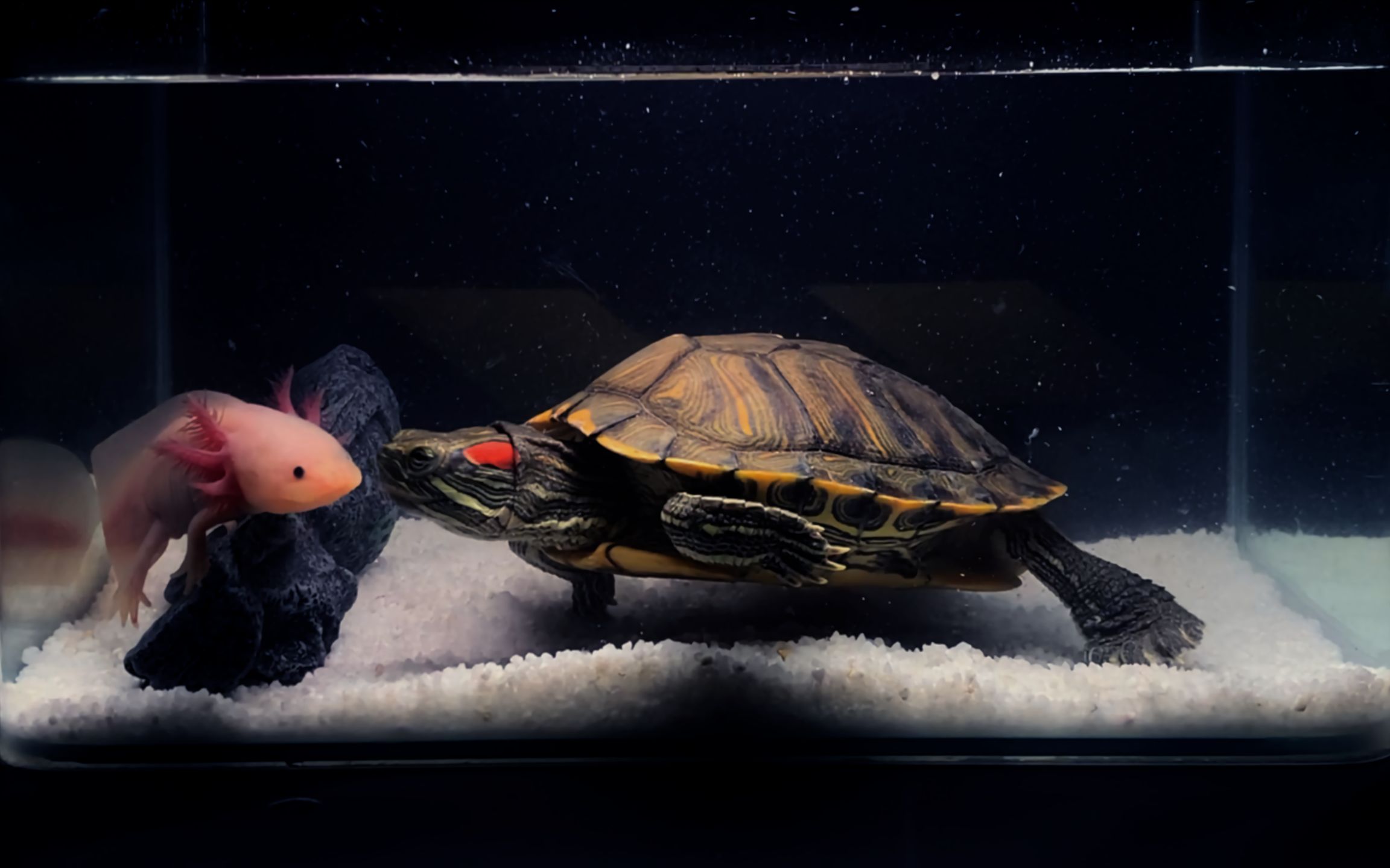 六角恐龙喂给鳄龟巴西龟