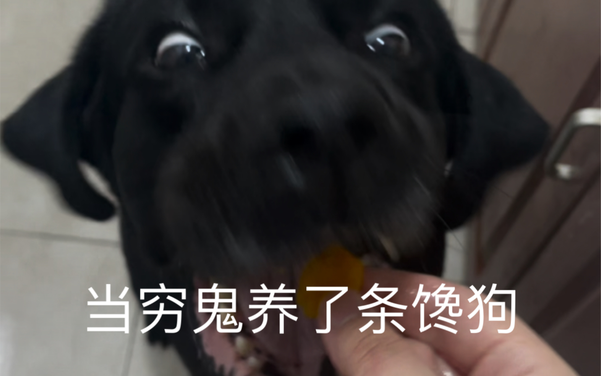 狗 吃 香瓜