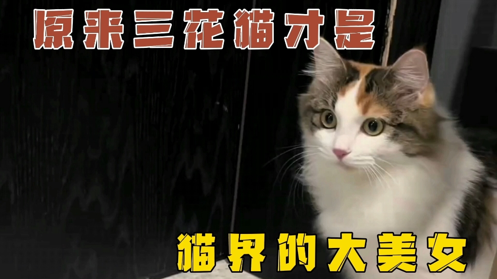 原来三花猫才是猫界公认的大美女,证据来了!哔哩哔哩bilibili