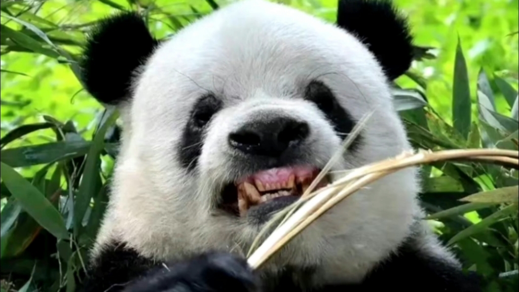 萌二总是以奇奇怪怪的方式出圈!