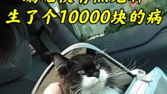 蝙蝠侠一瞬间瘦了将近10斤，可能是猫传腹，也可能是淋巴瘤
