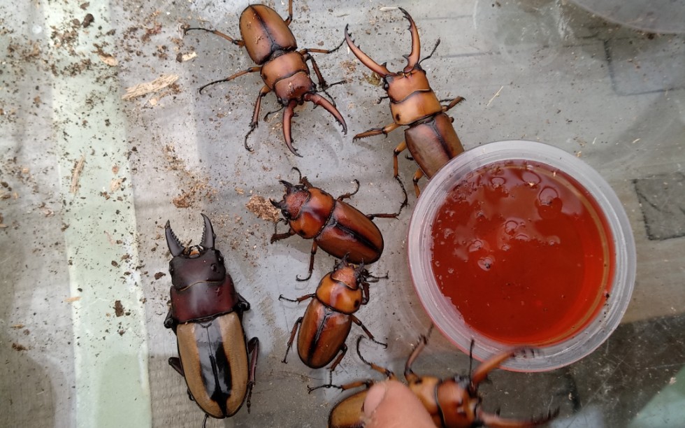 常见的小锹两点赤锯锹prosopocoilusastacoides