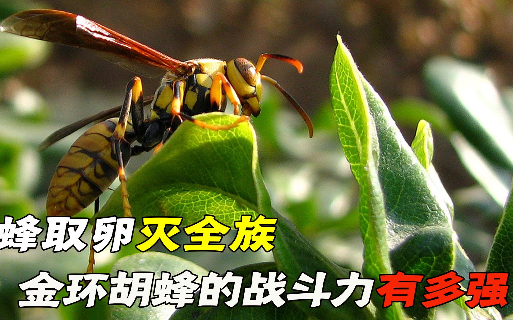 蜂界顶级杀手,杀蜂取卵灭全族,金环胡蜂的战斗力有多强?