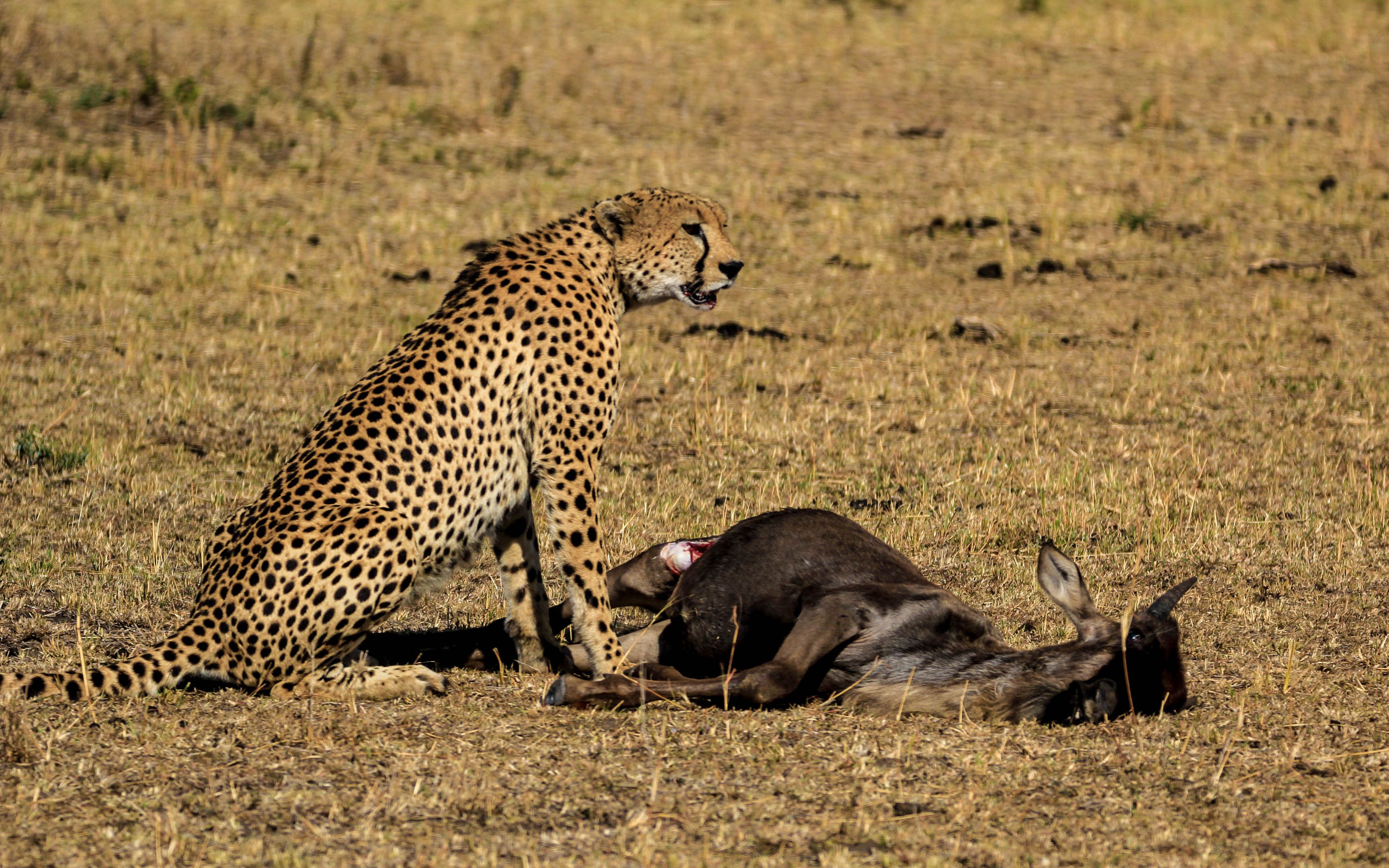 豹子捕鹿的动作太帅了可惜遇见了鬣狗_哔哩哔哩_bilibili