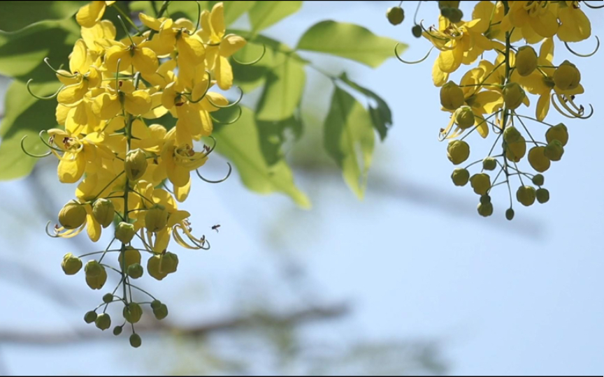 [图]【春色如许】迎风共一香｜诗词中的春花烂漫