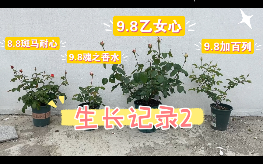 [图]【生长记录2】伊芙乙女心，魂之香水，斑马耐心，加百列大天使，在春花开放前记录一下这几颗~