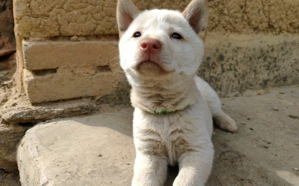 中华田园犬 近距离看一下小奶狗