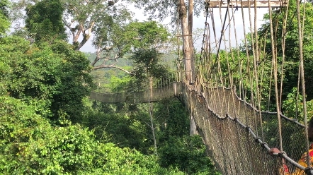 [图]非洲的原始森林高空娱乐