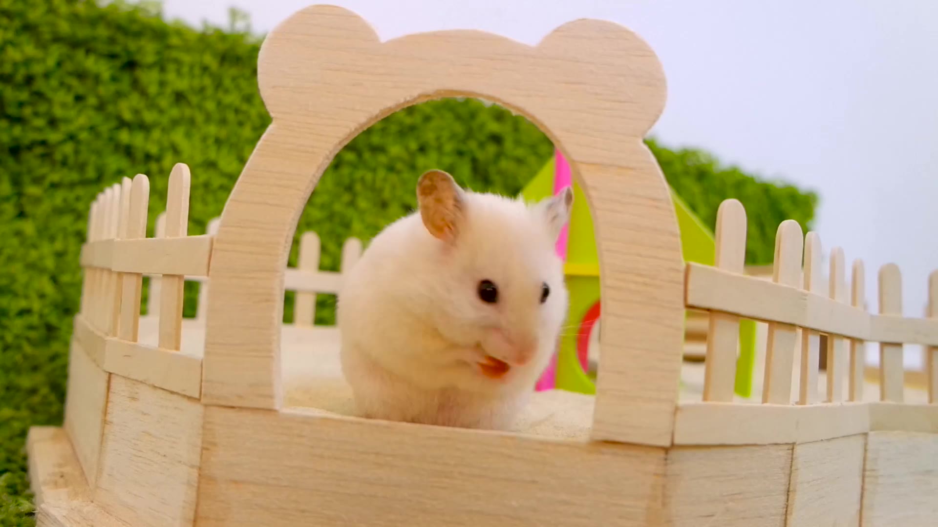 仓鼠sandpithamsterdiy