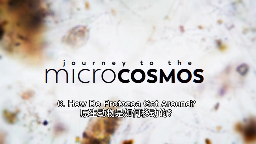 6. 原生动物是如何移动的?How Do Protozoa Get Around?哔哩哔哩bilibili