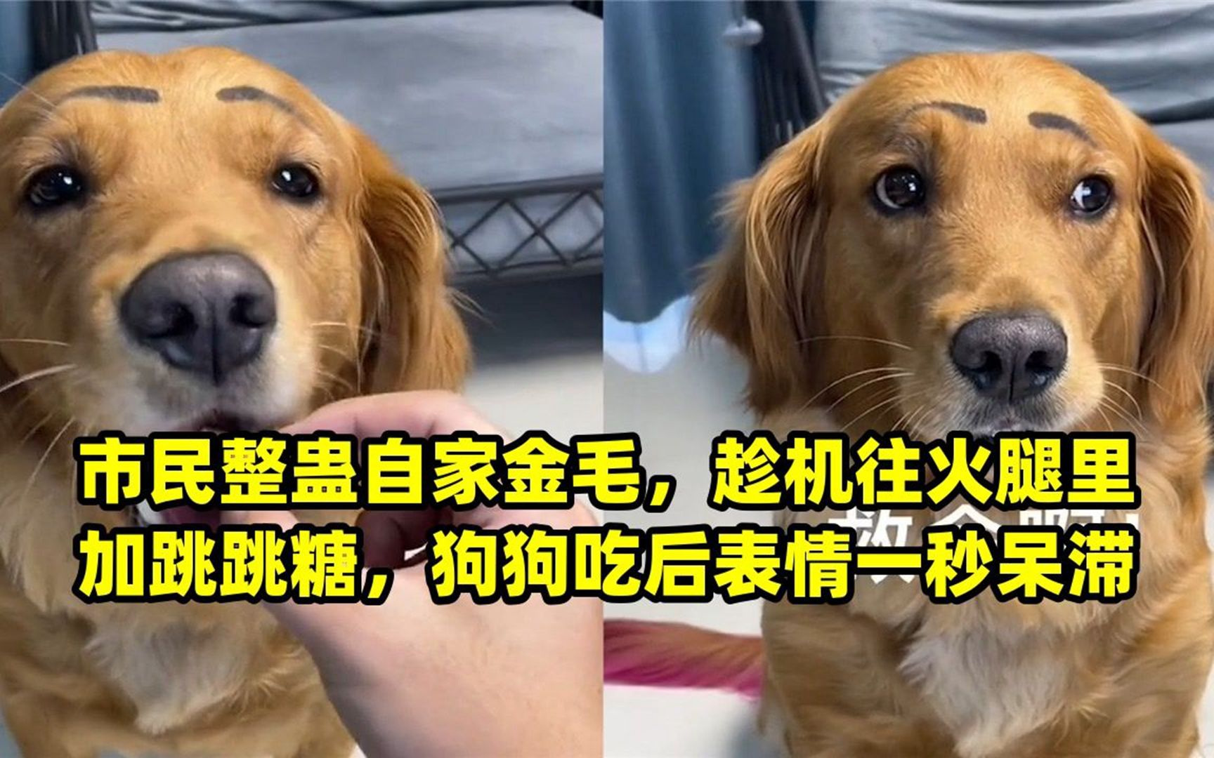 市民整蛊自家金毛,趁机往火腿里加跳跳糖,狗狗吃后表情一秒呆滞