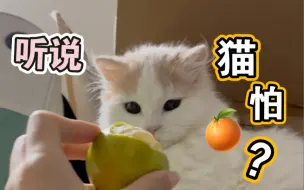 Download Video: 听说，猫怕橘子？