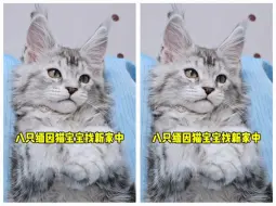 下载视频: 八只缅因猫宝宝找新家中