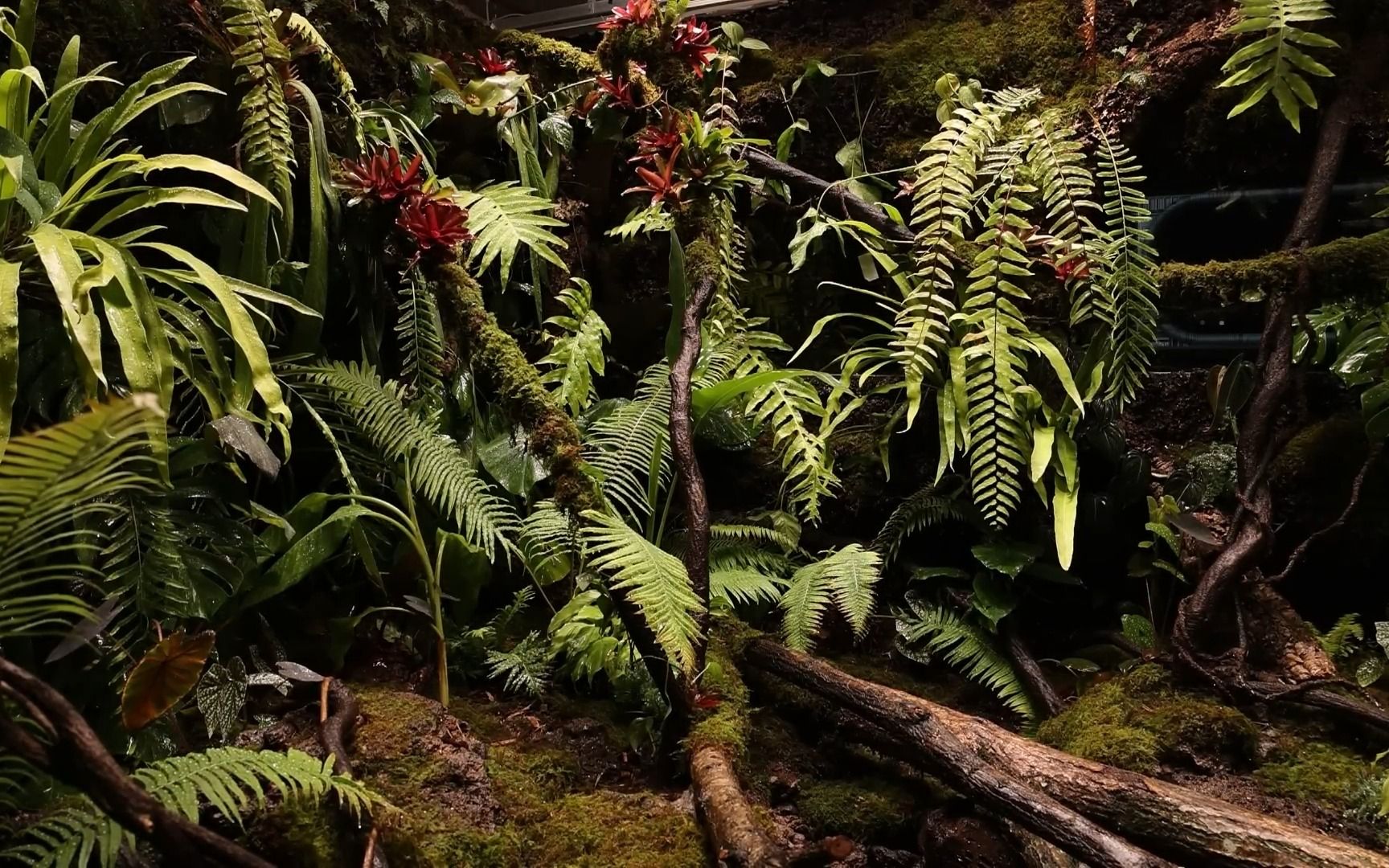 在室内建造3米超大型新喀里多尼亚雨林缸