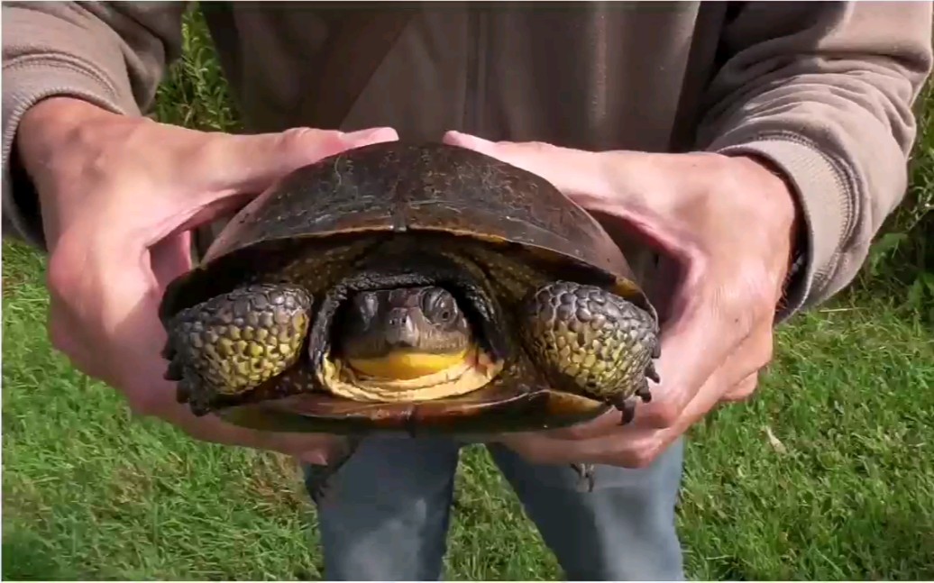 布氏拟龟 流星泽龟 | Blanding's turtle in the wild哔哩哔哩bilibili