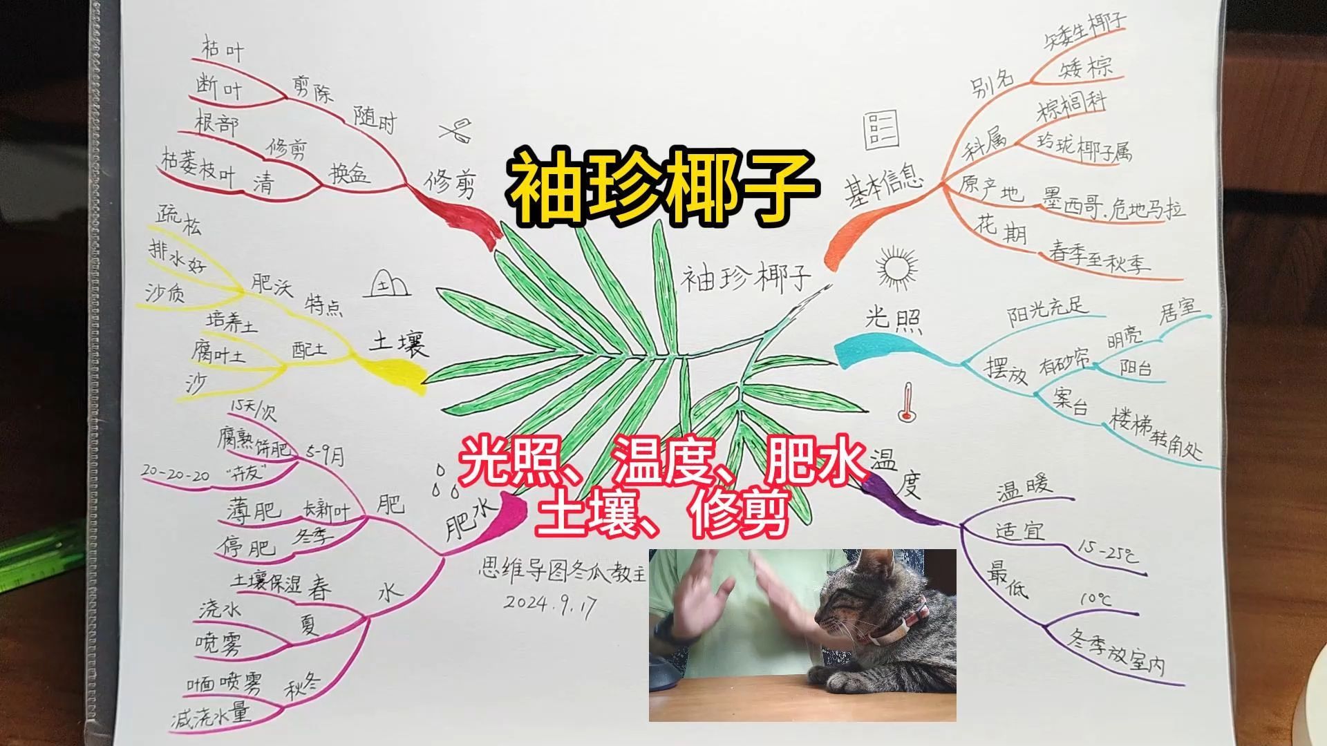 《袖珍椰子》 思维导图