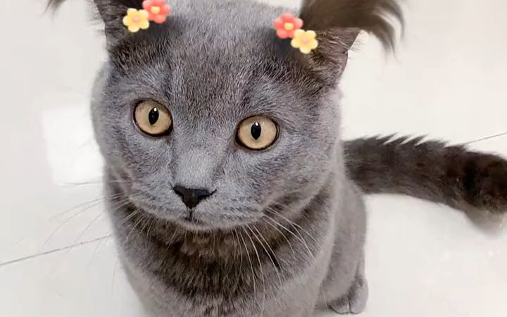 我感觉最后一个发型更好,你们觉得呢?萌宠tony王 萌宠出道计划 蓝猫