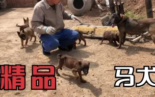 Descargar video: 比利时纯种马犬，豹头小耳大宽胸兴奋度特高，它的后代也都是精品