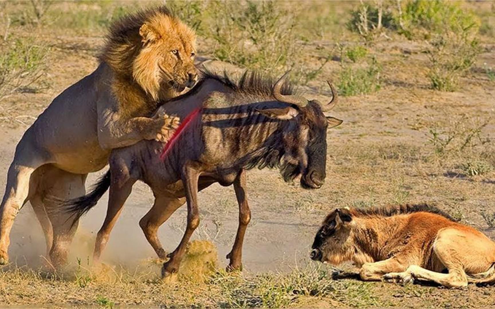 狮子捕食角马遭到角马拼命反击镜头记录全过程