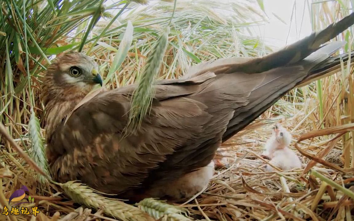 这是老鹰中的多产大户看看这一窝繁殖了几个崽鹰妈妈不容易啊