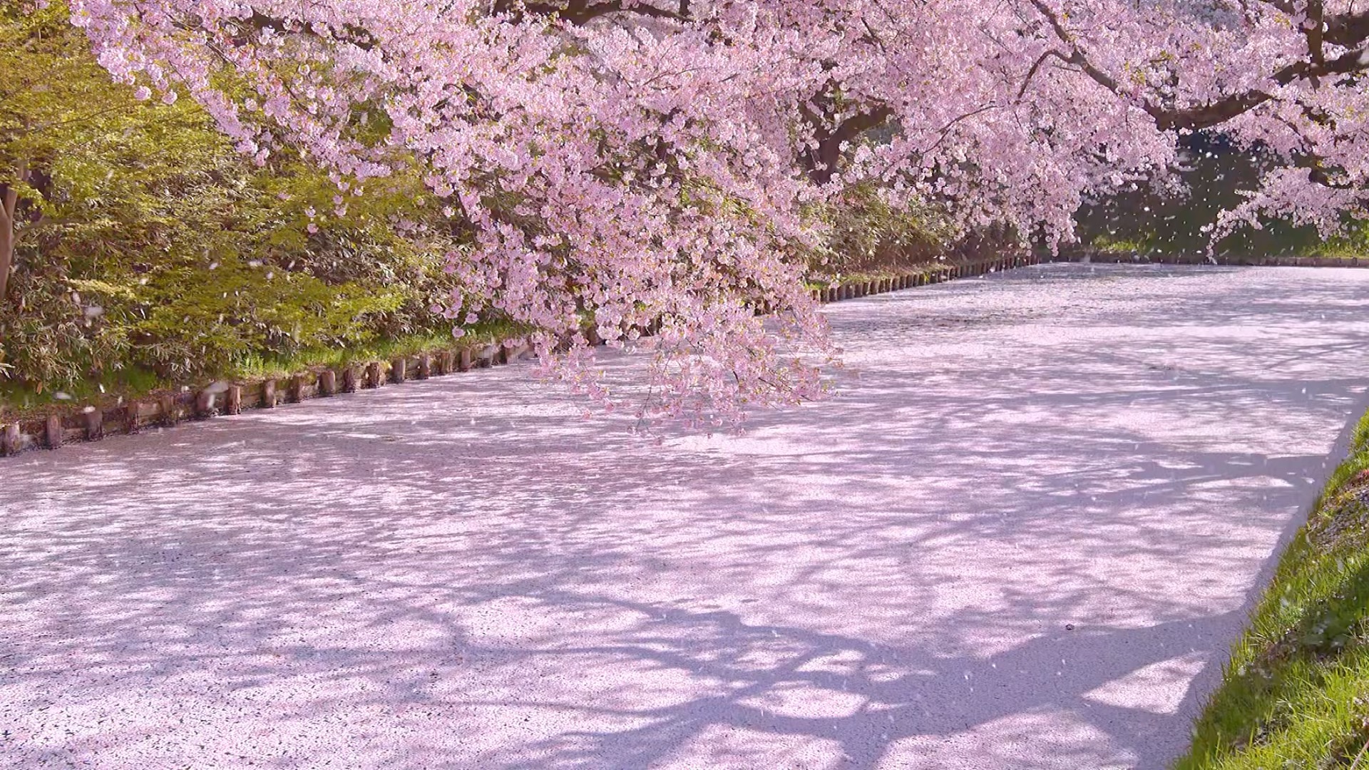 漫天飞舞的樱花_哔哩哔哩_bilibili