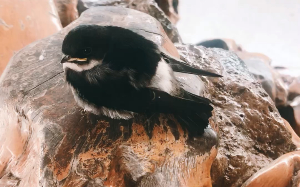 白腰雨燕萌萌雏鸟