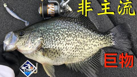 北美jig钓大嘴鲈水下视角 哔哩哔哩 Bilibili 北美jig钓大嘴鲈水下视角 哔哩哔哩 Bilibili