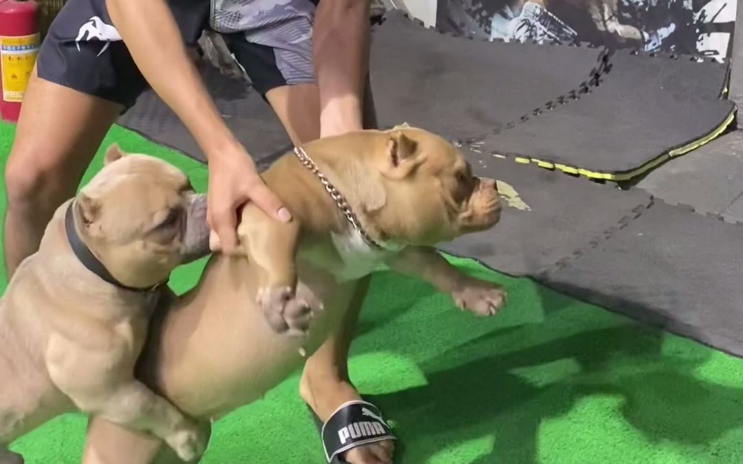 广东优秀恶霸犬 佛山温拿搏击实战训练营