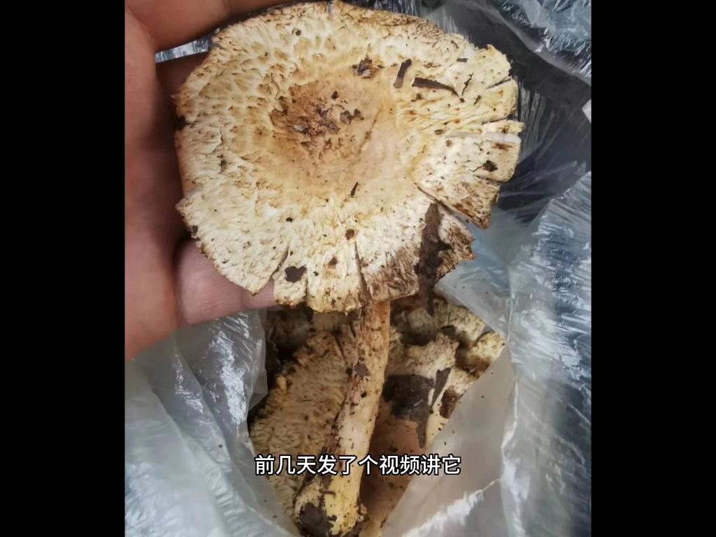 鉴定周报~食用菌、毒菌混合出现,注意区分哔哩哔哩bilibili