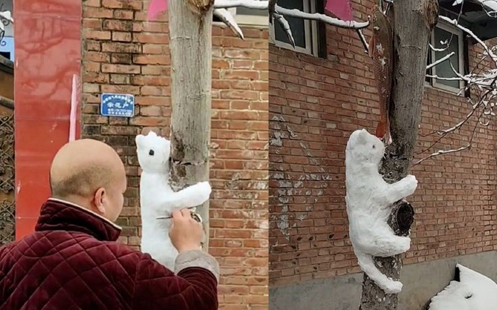 雪猫上树偷鱼吃栩栩如生网友直呼有才