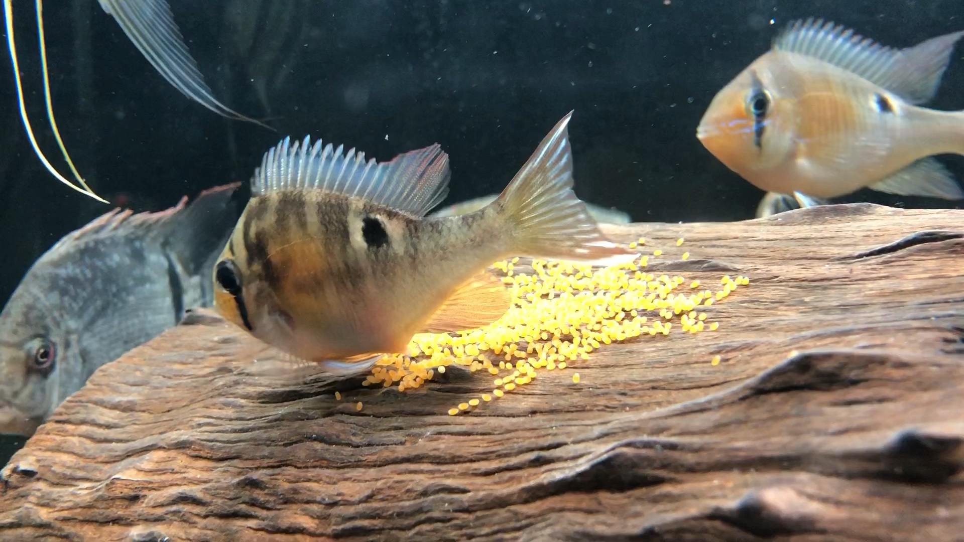 自家圣塔伦月亮宝石鱼产卵繁殖过程 纪录下