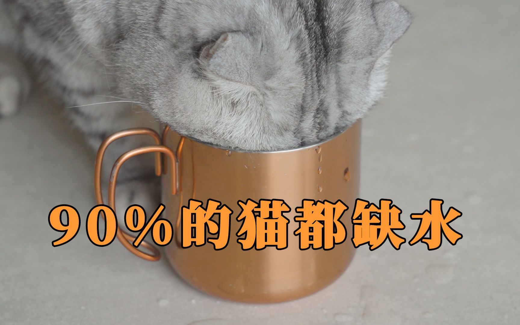 [图]猫不爱喝水？8个骗水小绝招，用了都说好！