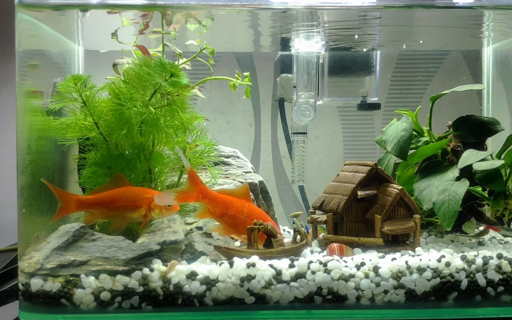 开缸30天的小鱼缸,水好清澈呀~_哔哩哔哩_bilibili