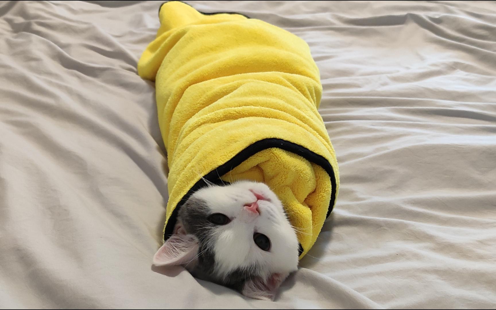 新鲜的猫卷,要吃吗?