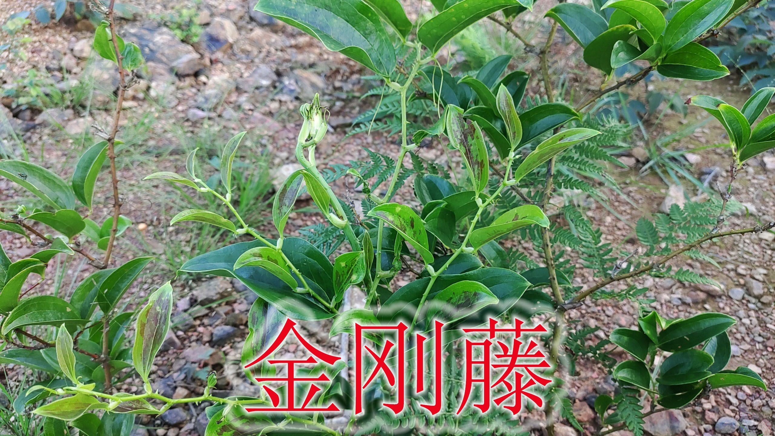 山野菜百合科“菝葜”,煲汤泡酒煮茶好山货,遇见挖回家别错过哔哩哔哩bilibili