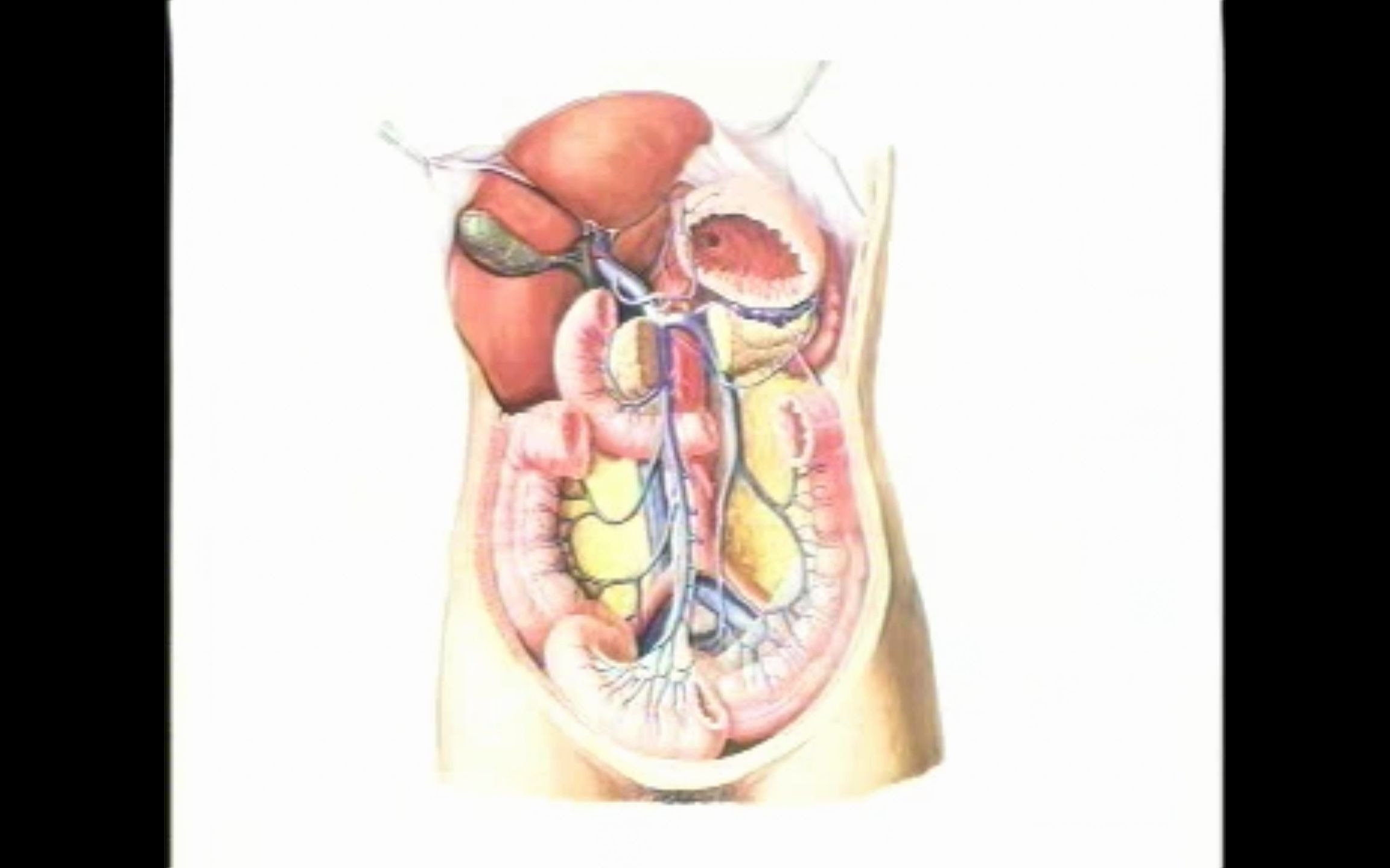 人卫教材的肝脏解剖及常见肝transplant术式哔哩哔哩bilibili