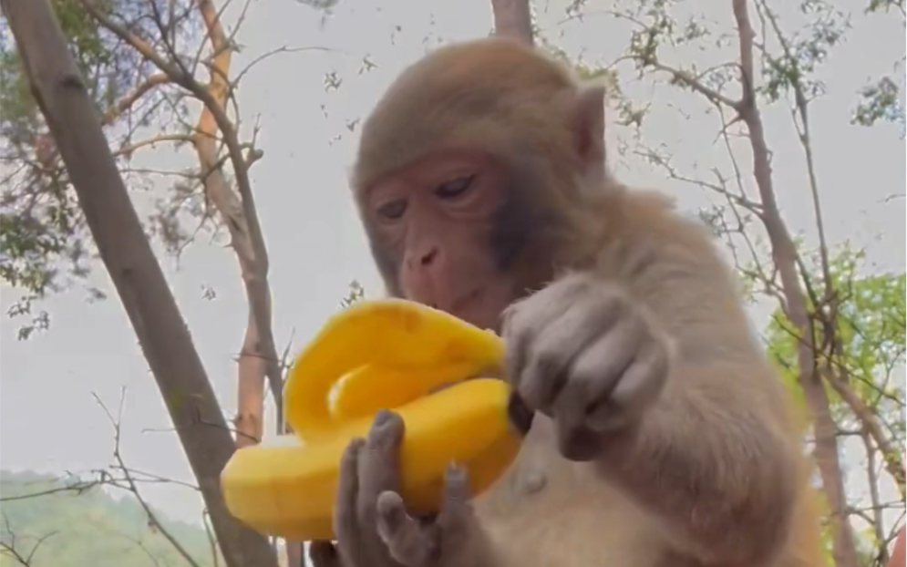 看猴子如何剥香蕉