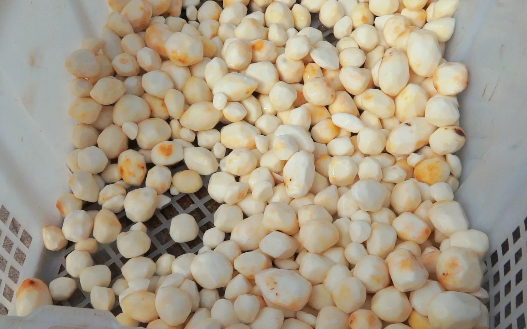 小芋头削皮都是用什么机器,商用自动化削皮加工设备