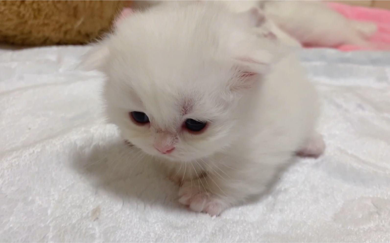 小奶猫-即将满月的宝宝