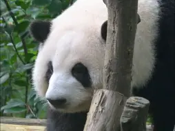 Скачать видео: 最好的谭棉花。想花花的只能看看库存了