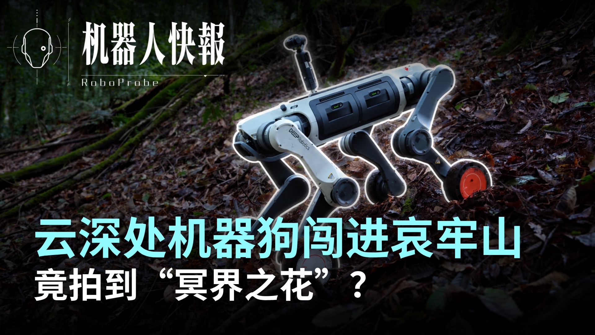 机器狗也去搞科研？竟还拍到了“冥界之花”！